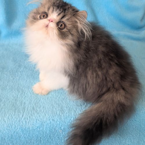 Magnifique chaton persan mâle loof #5