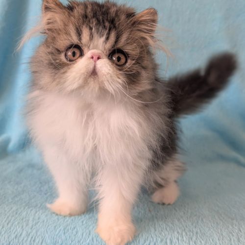 Magnifique chaton persan mâle loof #6