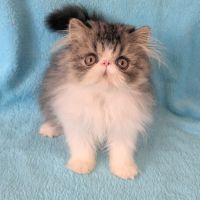 Magnifique chaton persan mâle loof