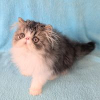Magnifique chaton persan mâle loof #2