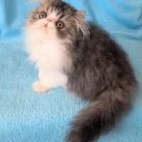 Magnifique chaton persan mâle loof #5