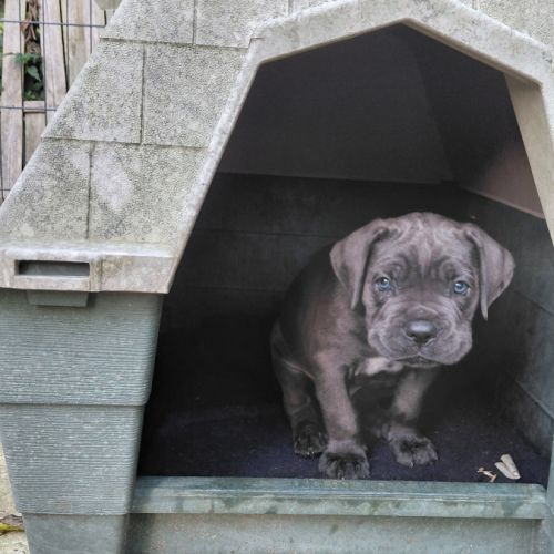 Chiots cane corso bleus et froments #1