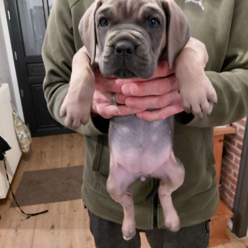 Chiots cane corso bleus et froments #2