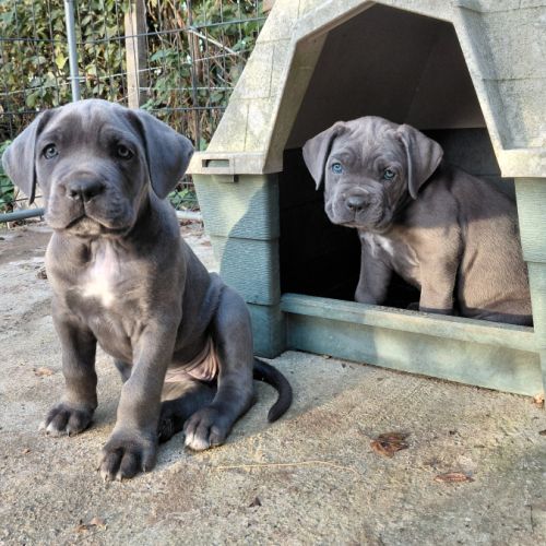 Chiots cane corso bleus et froments #3