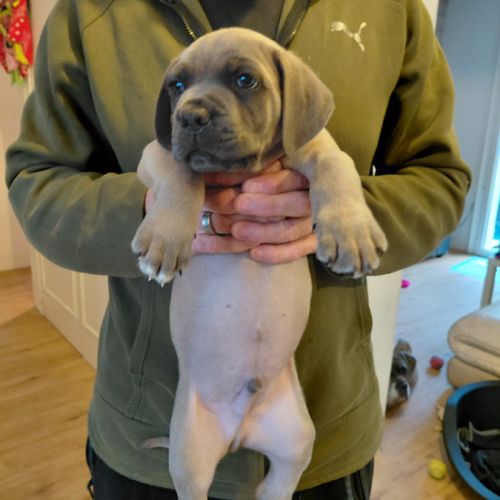 Chiots cane corso bleus et froments #5
