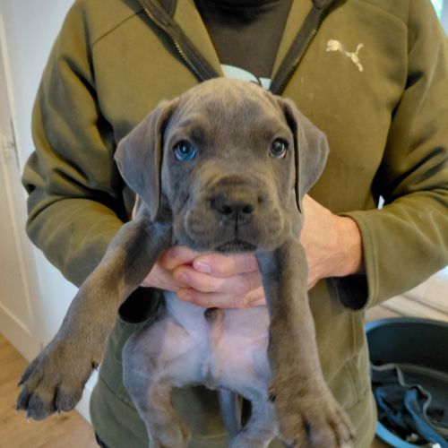 Chiots cane corso bleus et froments #6