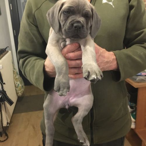 Chiots cane corso bleus et froments #9