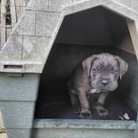 Chiots cane corso bleus et froments #1