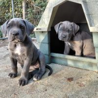 Chiots cane corso bleus et froments #3