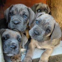 Chiots cane corso bleus et froments #4