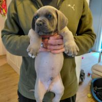 Chiots cane corso bleus et froments #5