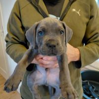 Chiots cane corso bleus et froments #6