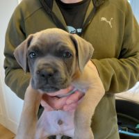 Chiots cane corso bleus et froments #7
