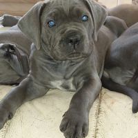 Chiots cane corso bleus et froments #8
