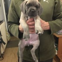 Chiots cane corso bleus et froments #9