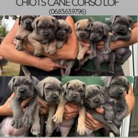 Chiots cane corso bleus et froments #0