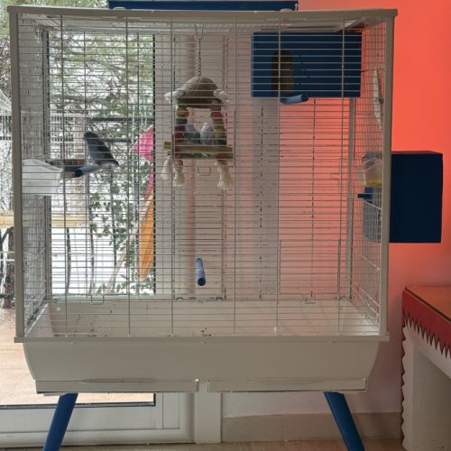 Trois toui céleste avec cage et accessoires