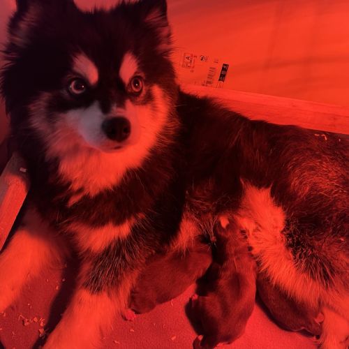 Chiots pomsky à réserver #1