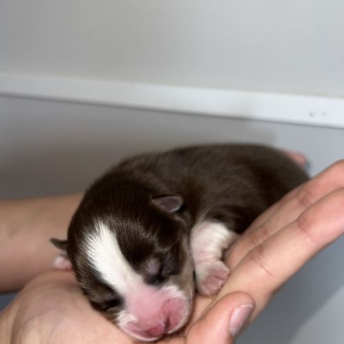 Chiots pomsky à réserver #0