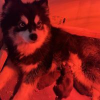 Chiots pomsky à réserver #1