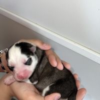 Chiots pomsky à réserver #4