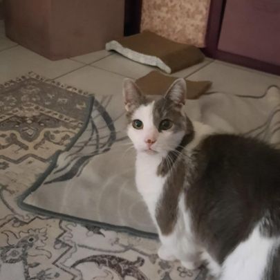 Chat femelle senior #0
