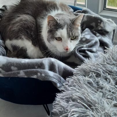 Chat femelle senior #2