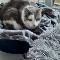 Chat femelle senior #2