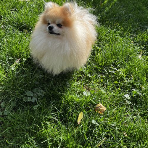 Casper en recherche de famille #2