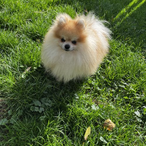 Casper en recherche de famille #3