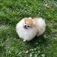 Casper en recherche de famille #4