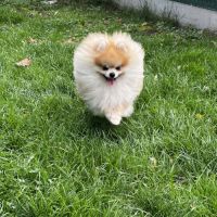 Casper en recherche de famille