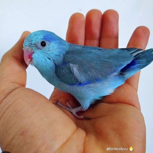 Recherche diamant de gould femelle bleue