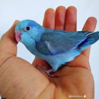 Diamant de gould femelle bleue