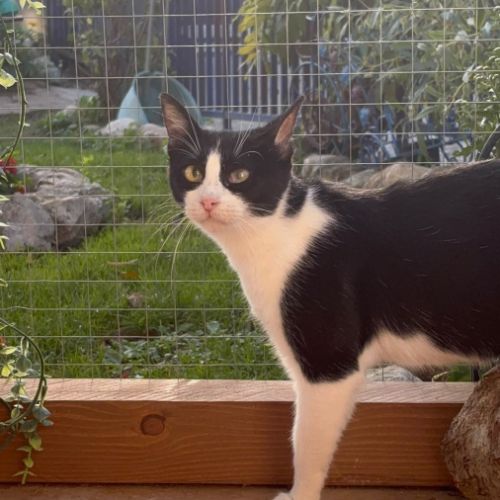Nala