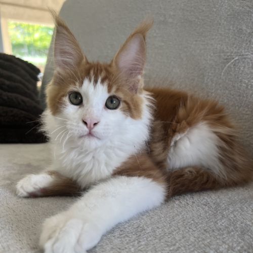 Chatons maine coon loof #4