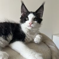 Chatons maine coon loof #1