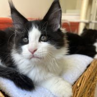 Chatons maine coon loof #2