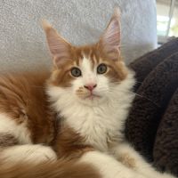 Chatons maine coon loof