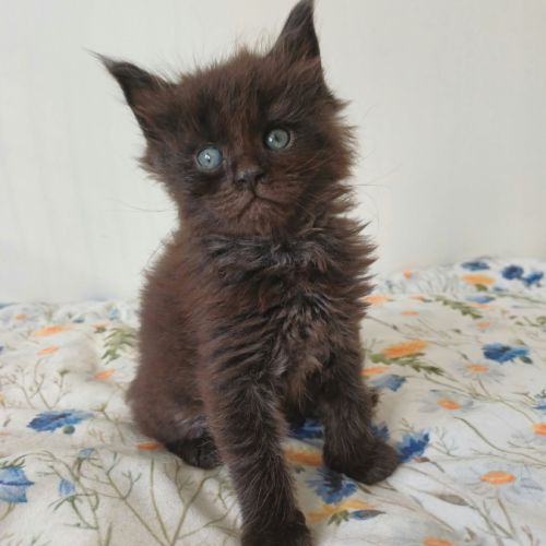 Chatons maine coon loof #2
