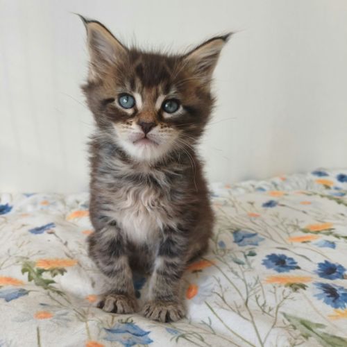Chatons maine coon loof #3