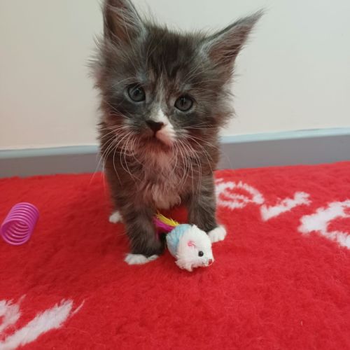 Chatons maine coon loof