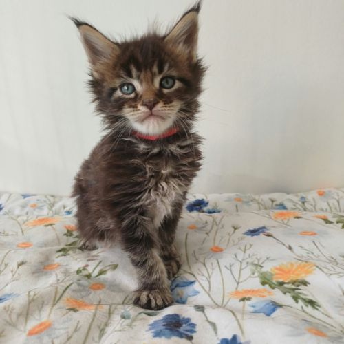 Chatons maine coon loof #4