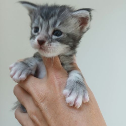 Chatons maine coon loof #5