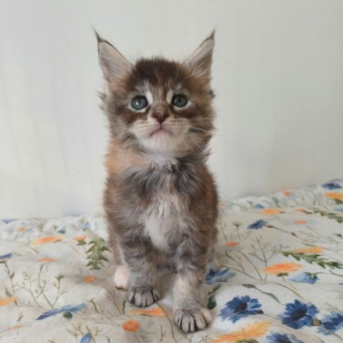 Chatons maine coon loof #6