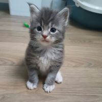 Chatons maine coon loof