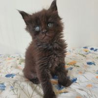 Chatons maine coon loof #2