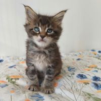 Chatons maine coon loof #3