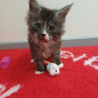 Chatons maine coon loof