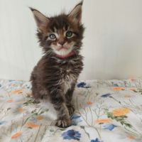 Chatons maine coon loof #4